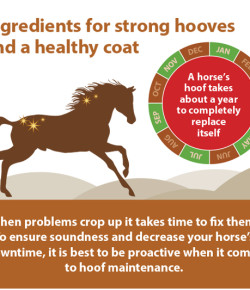 Kentucky Performance Products: Components of a Healthy Hoof