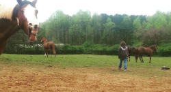 #horsenation ‘Grams of the Week