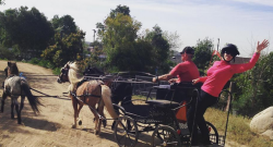 #horsenation ‘Grams of the Week