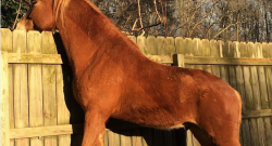 #horsenation ‘Grams of the Day