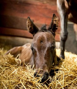 Photo Challenge: 7 Foals of Horse Nation