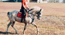 Photo Challenge: International Lesson Horse Day