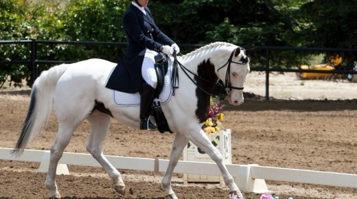 A Study’s Worth a Thousand Words: The University of Sydney’s Crank Noseband Study