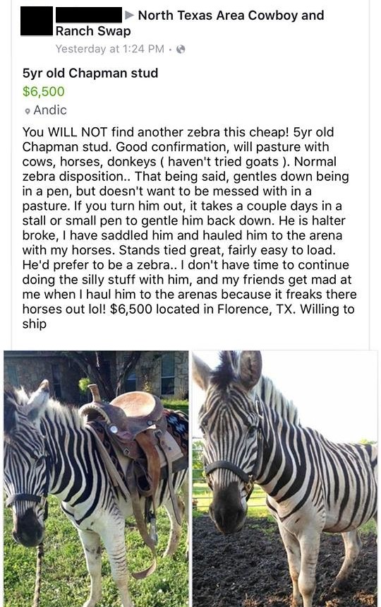 CRAIGSLIST HORSE NATION