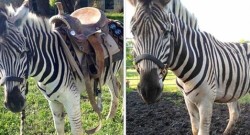 Best of Craigslist, Volume 43