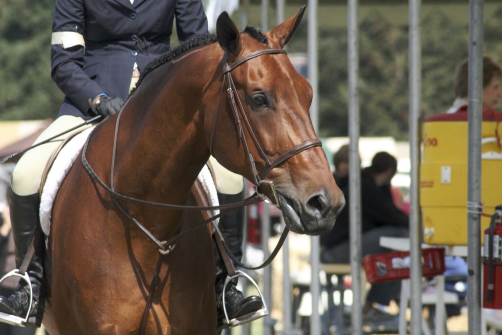 Equine Law Presenting the Liability Release HORSE NATION