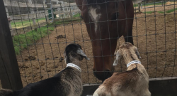 Photo Challenge: 8 Non-Equine Besties