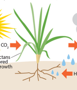 Kentucky Performance Products: Fructan Overload