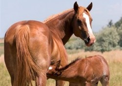 KY Performance Products: Nutrition for Lactation