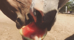 #horsenation ‘Grams of the Week