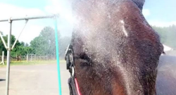 Photo Challenge: 5 Horses Keeping It Cool