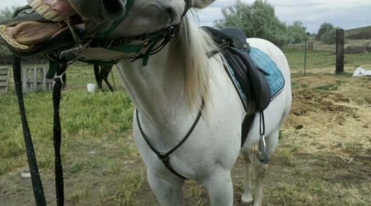 Photo Challenge: 20 Reader-Submitted Equine Funny Faces (Preliminary Round)