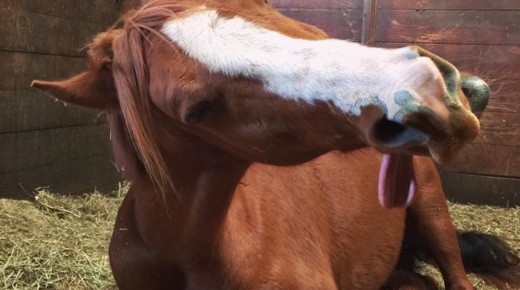 Photo Challenge: Top 10 Funniest Horse Faces
