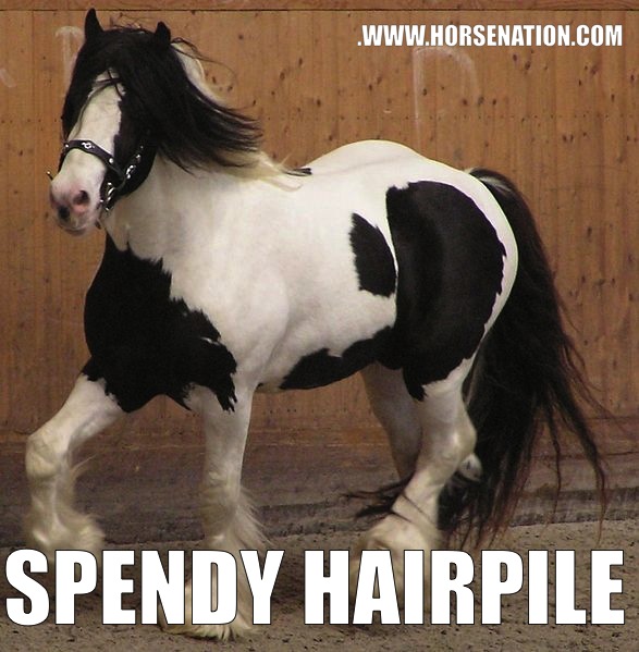 Even Better Breed Names HORSE NATION