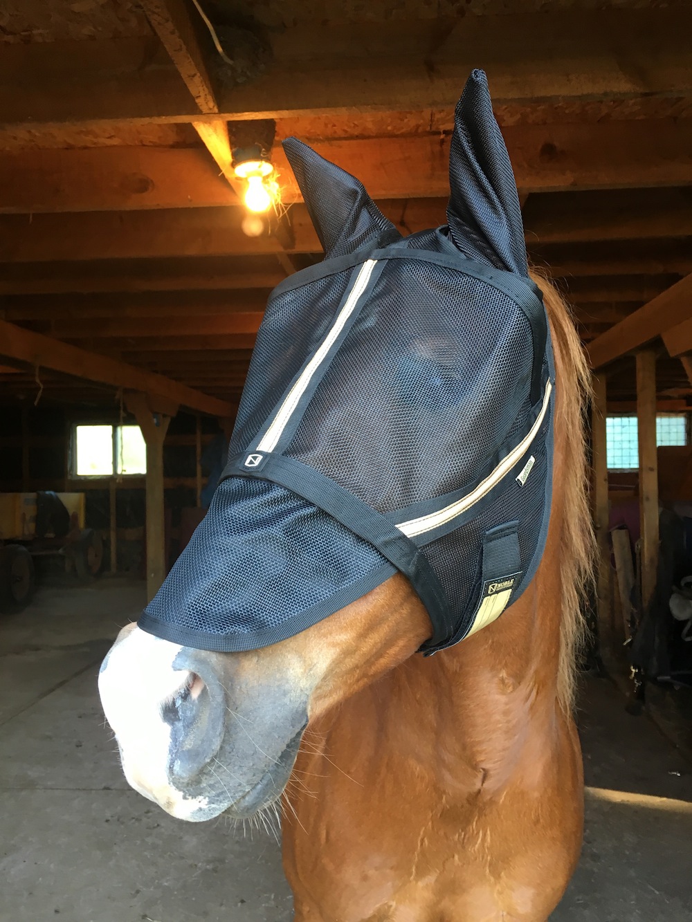 Product Review Noble Outfitters Guardsman Fly Mask HORSE NATION