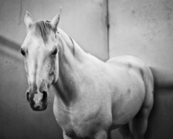 Kentucky Performance Products: Equine Depression