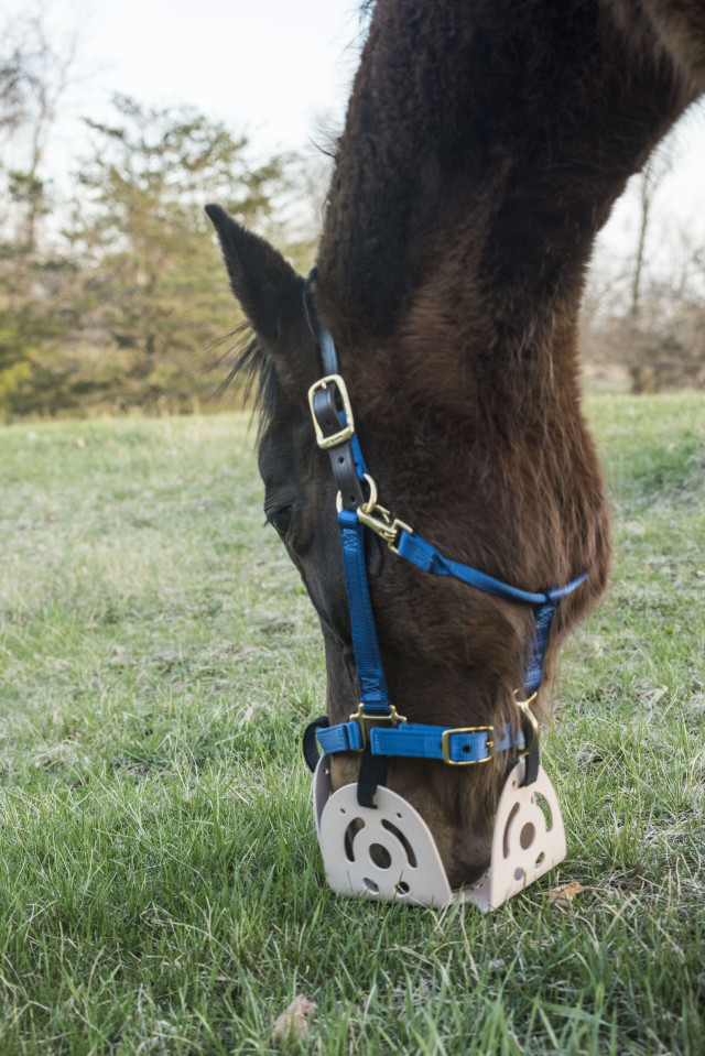 HN Giveaway Harmany Grazing Muzzle HORSE NATION