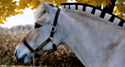 Photo Challenge: 7 Incredible Manes