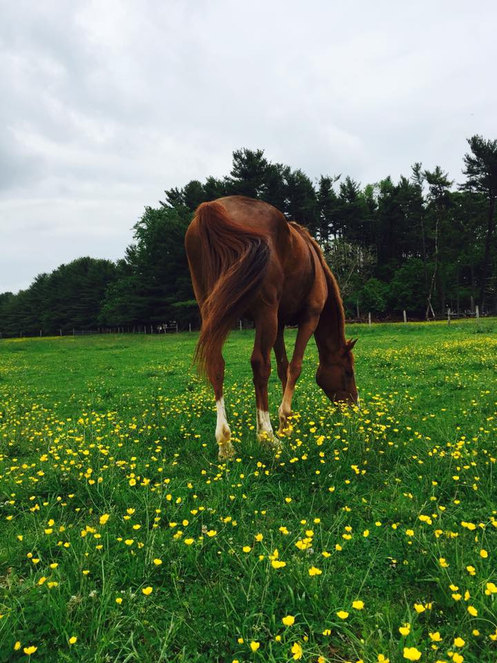 Photo Challenge: 16 Horses in Summer’s Last Flower Garden | HORSE NATION