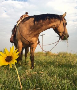 Photo Challenge: 16 Horses in Summer’s Last Flower Garden