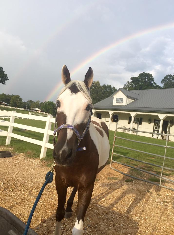 Photo Challenge 11 Horses & Rainbows HORSE NATION