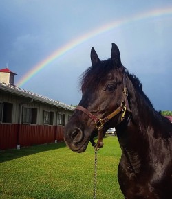 Photo Challenge: 11 Horses & Rainbows