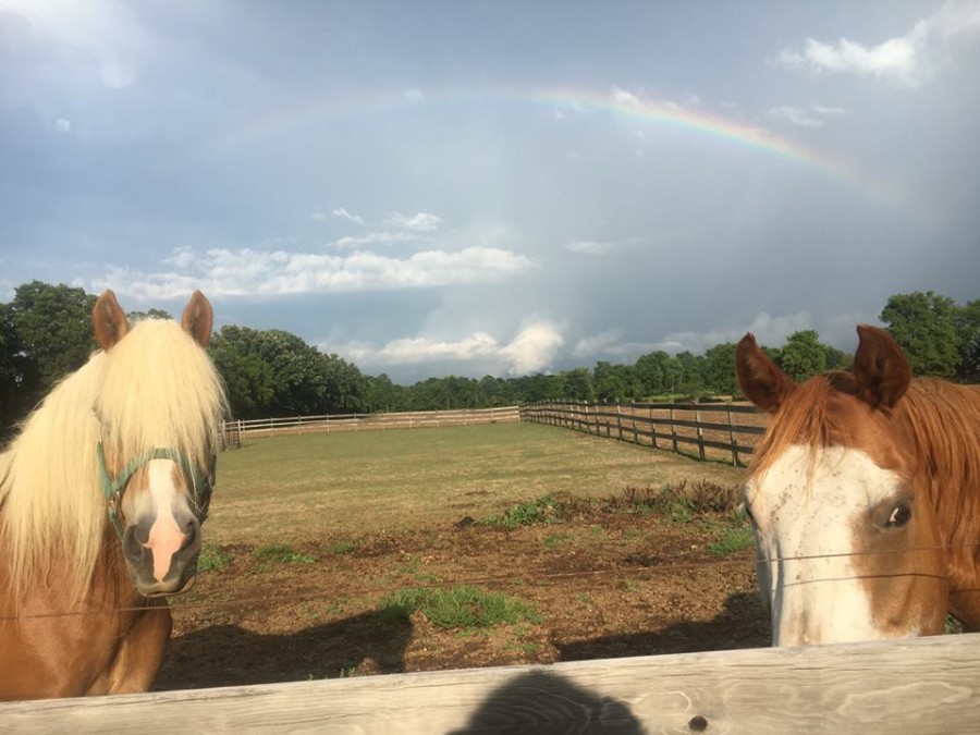 Photo Challenge 11 Horses & Rainbows HORSE NATION