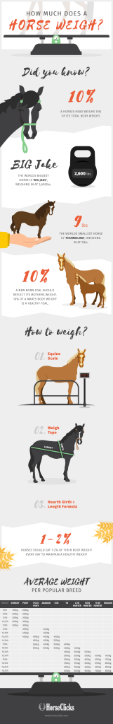Infographic: How Much Does a Horse Weigh? | HORSE NATION