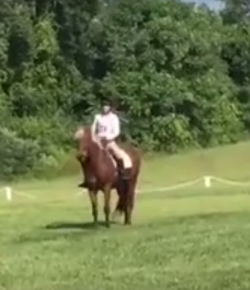 Daily Dose of Adorable: Halt & Salute at X