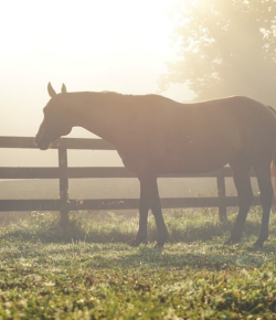 Photo Challenge: 12 Horses Lost In the Fog