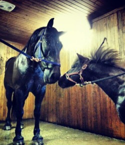 Photo Challenge: 7 Horses & Their Tiny Facsimiles