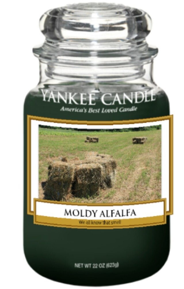 6 Good Reasons To Never Let Us Make Scented Candles HORSE NATION
