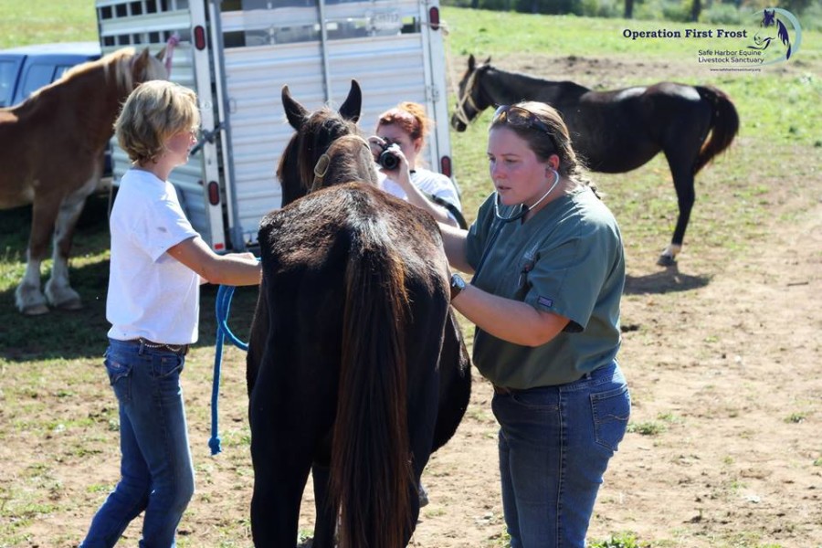 Standing Ovation by Ovation Riding Safe Harbor Equine & Livestock