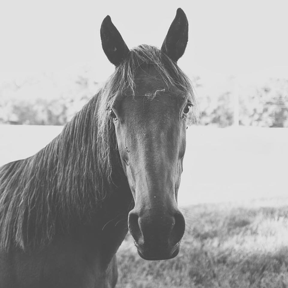 Standing Ovation by Ovation Riding Safe Harbor Equine & Livestock