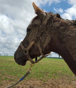 Photo Challenge: 6 Mudball Horses