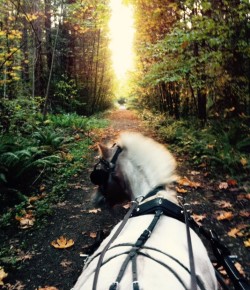 Photo Challenge: 33 Equine Autumnscapes