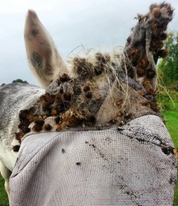 Photo Challenge: 10 Horses Sticky Like Velcro