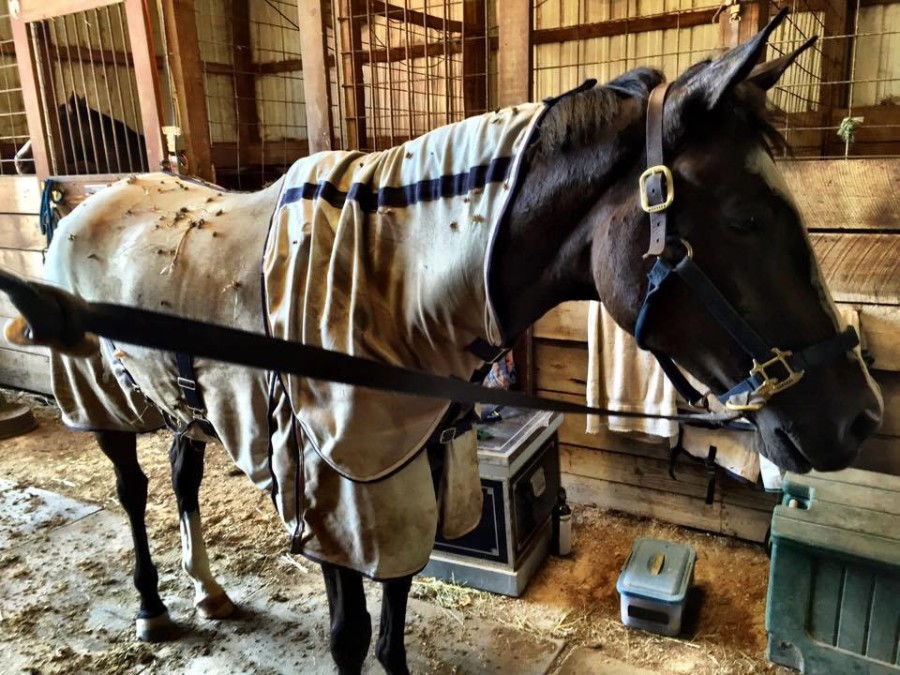 Photo Challenge 10 Horses Sticky Like Velcro HORSE NATION