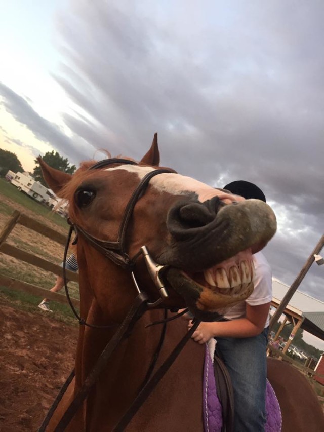 Photo Challenge 13 Horses Getting the Perfect Scratch HORSE NATION