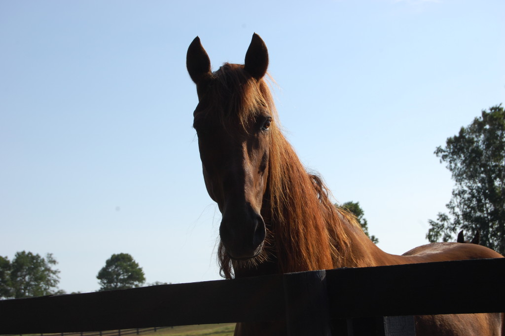 Standing Ovation by Ovation Riding Safe Harbor Equine & Livestock