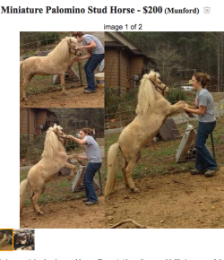 Best of Craigslist, Volume 49