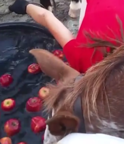 Watch This: Apple Bobbing Relay Race