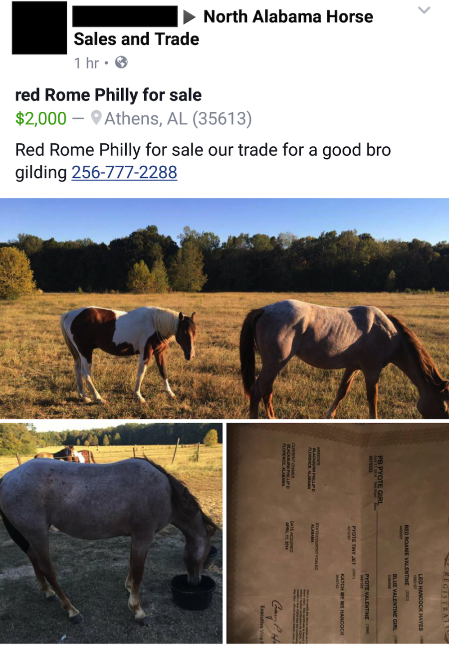 Best of Craigslist, Volume 49 HORSE NATION