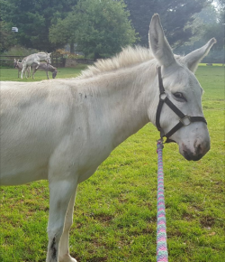 Best of Craigslist, Volume 48