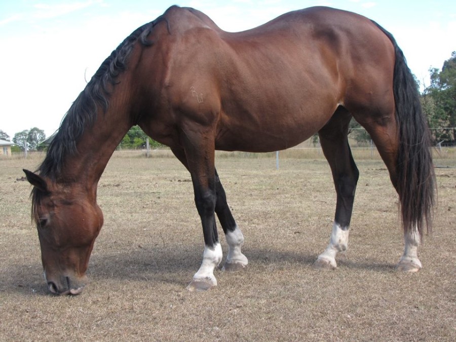 A Closer Look at Equine Lordosis HORSE NATION