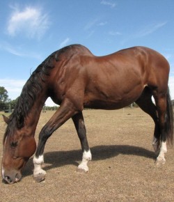 A Closer Look at Equine Lordosis