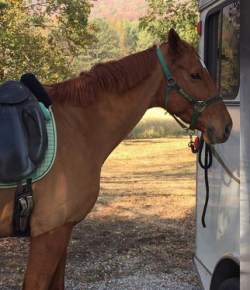 Earn a #NoStirrupNovember Reward From Goode Rider