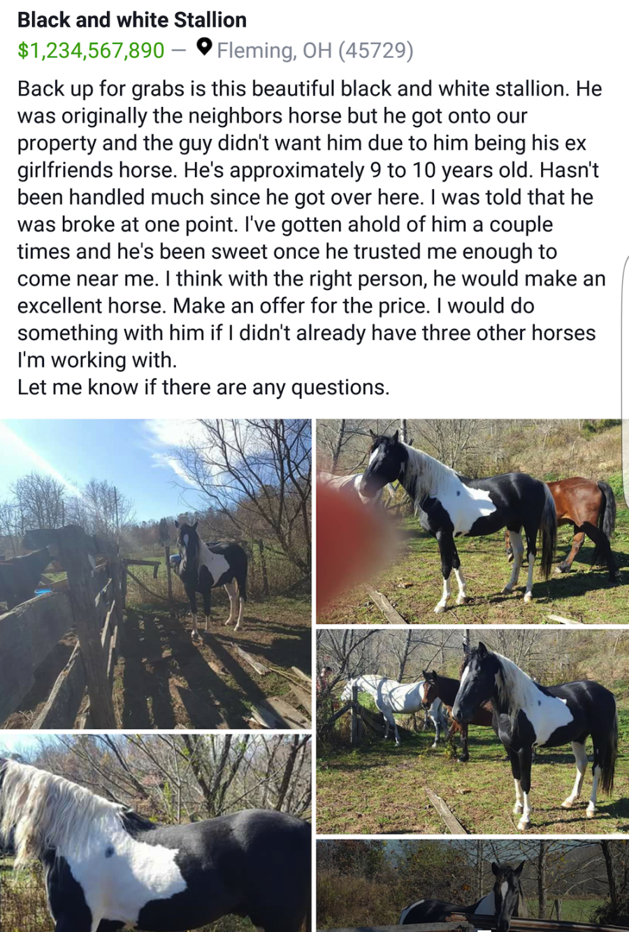 Best of Craigslist, Volume 49 HORSE NATION
