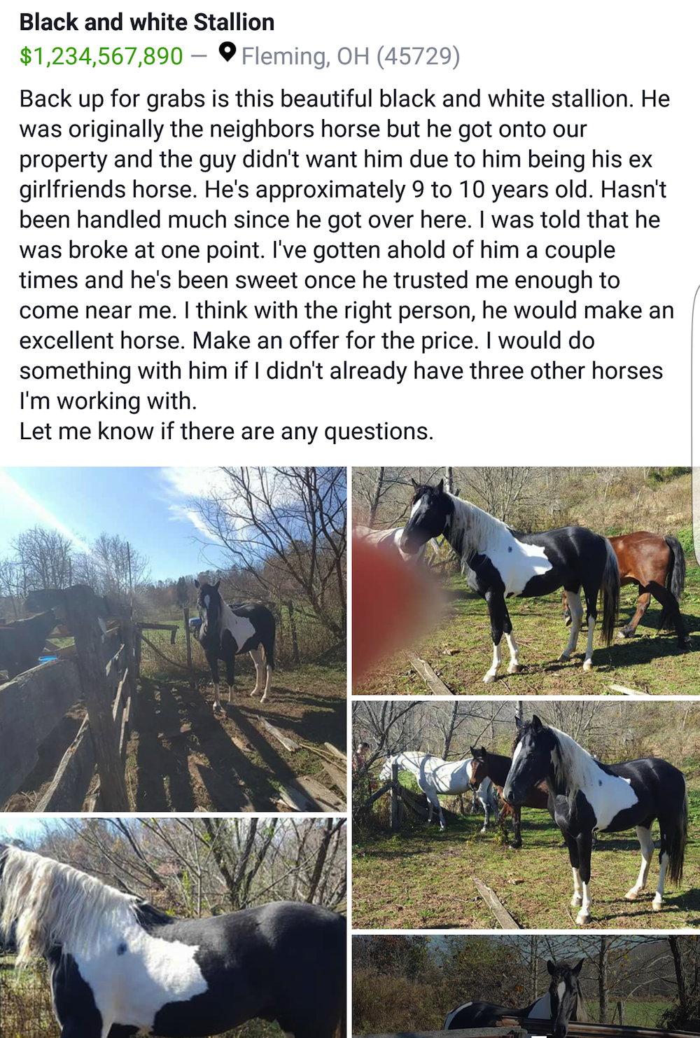 Best of Craigslist, Volume 49 HORSE NATION
