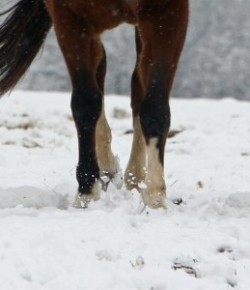 Kentucky Performance Products: 8 Winter Hoof Care Reminders